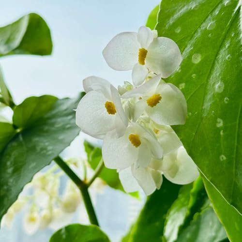 begonia Letti elevati per giardino decorazione interni balconi medicinali ufficio perenni resistenti semi interni 150pcs