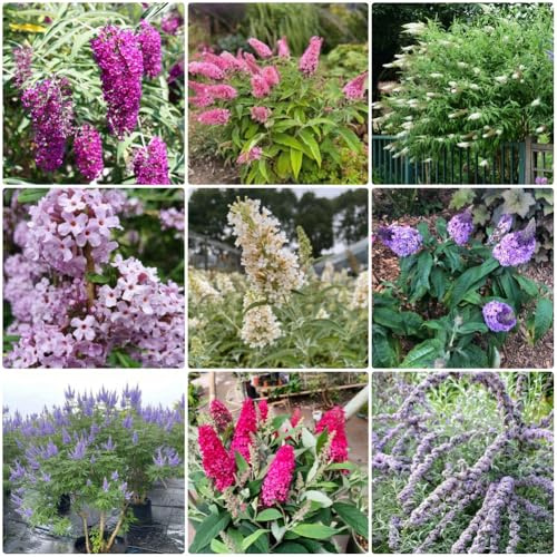Schmetterlingsflieder, alte sorten für sonnige plätze exotische wildblumensamen sträucher garten 35Samen