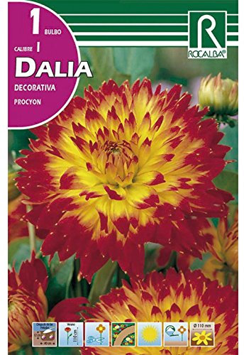 BULBO DALIA PROCYON - 1 UD.…