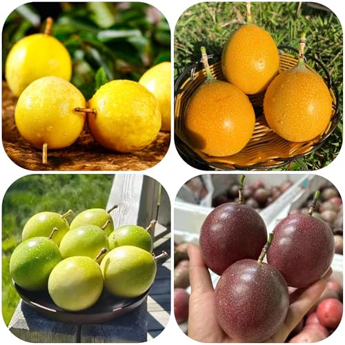 semi di passione - colonnari balcone giardino 50pcs