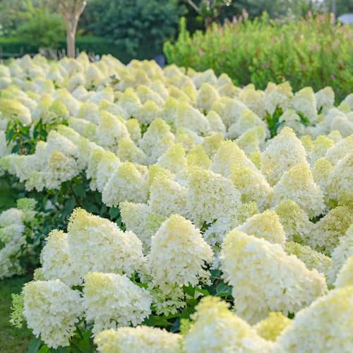 ortensia a pannocchia - semi di ortensia d'appartamento rare ortensie a pannocchia di esotici selvatici Decorazioni per giardini esterni, aromatiche, 220semi
