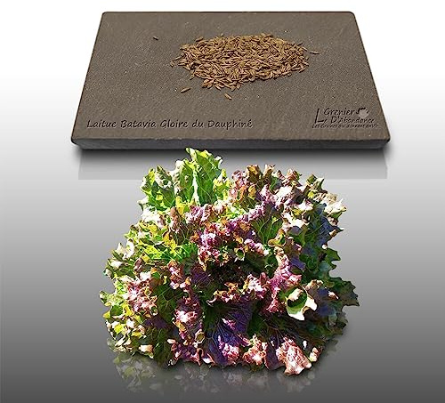 500 graines à semer - Le Grenier d'Abondance - LAITUE BATAVIA Gloire du Dauphine - Lactuca sativa