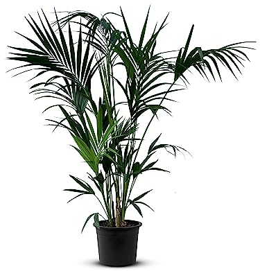 Tropictrees Palmier Kentia | 160cm de hauteur | Palmier à chaume | Palmier exterieur d'air Kentia vert vibrant ombragé | Plantes d'intérieur décorative méditerranéenne durable