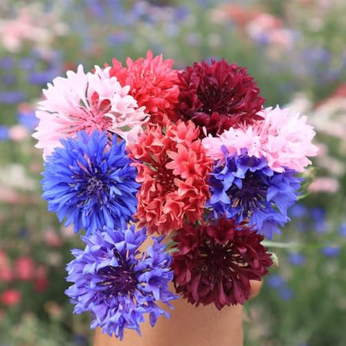 semi di fiordaliso, per giardino pietra resistenti all'esterno Le da sono 600pcs