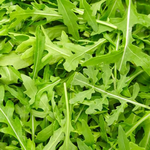 semi di rucola, balcone giardino interno resistente esotiche 400pcs