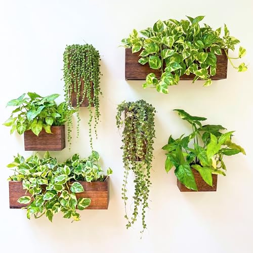 LaLaGreen Wood Planter Box for Plants (6 Pack) Wooden Hanging Wall Planters for Indoor Plant Holder Vase for Dried Flowers, Modern Farmhouse Wall Decor Living Room Bedroom Kitchen Office Home Garden | Wooden Box Indoor Plant Holder Vase for Dried Flowers, Modern Farmhouse Decor Living Room Bedroom Kitchen Office Home Garden