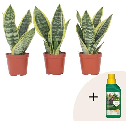 Plant in a Box - Sansevieria trifasciata 'Futura Superba' - Set di 3 - Pokon - Lingua di suocera - Vaso 12cm - Altezza 35-40cm