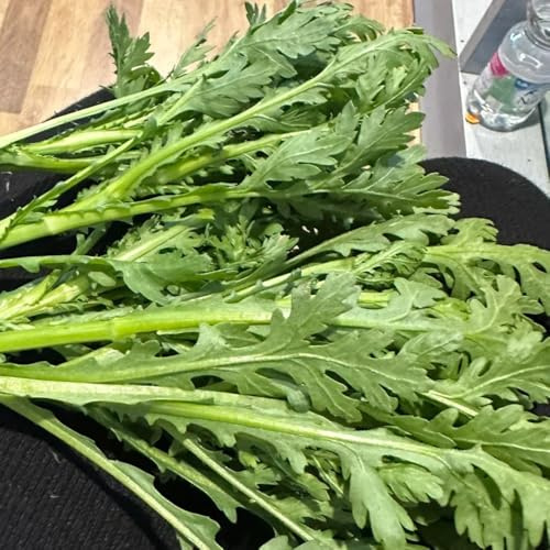 semillas de crisantemo coronario de variedades antiguas crisantemo comestible Compre y de invierno orgánicas, 500pcs
