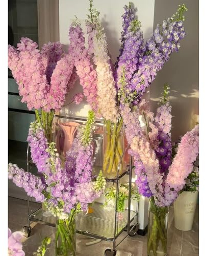 Semi di Delphinium-decorative da appartamento-lungo periodo di per un decorazione da giardino per esterni-200pcs