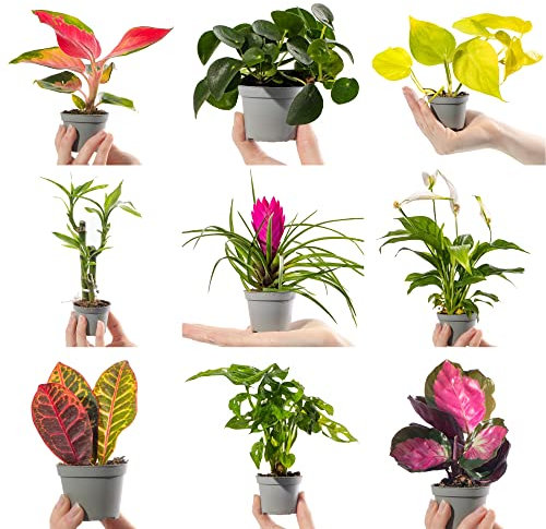 Collection of Small Baby Evergreen Mixed Indoor House Plants Growers Choice (3 Plants)