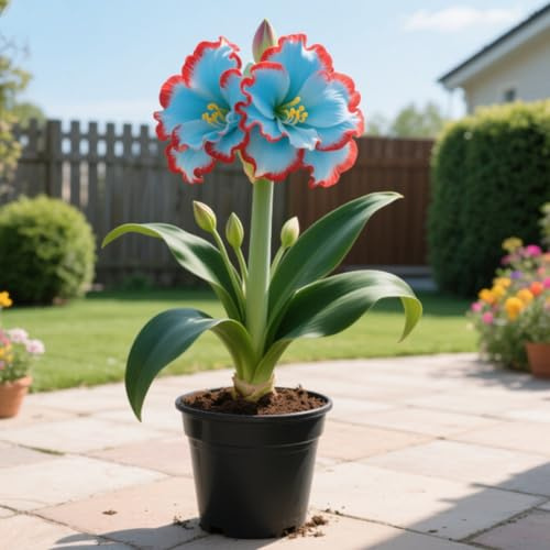 Amaryllis bulbo/miste/Radici selezionate di hosta/resistenti al freddo e alla siccità/adatte per la decorazione di giardini e balconi【NVNJHJN】-1 bulbo-C