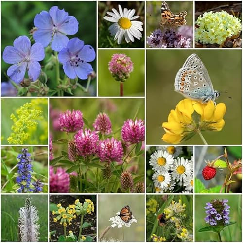 RP Seeds Wildflower Seeds - Flowering Lawn Mix - 2g. 21 Native British Perennial Species. All Seed Bred in The UK.