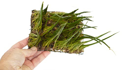 Lincolnshire Pond Plants Ltd - Bogwood, Rocks and PadsTropical Live Aquarium Plants (Eleocharis parvulus on pad)