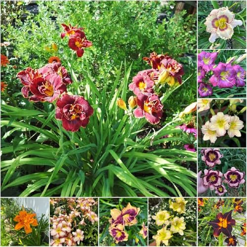 taglilien blumensamen bonsai taglilien sommerblumen stauden winterhart mehrjährig gartenpflanzen zimmerpflanzen winterharte kübelpflanzen, Seltene 200samen