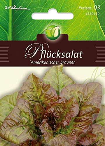 Pflücksalat, Amerikanischer brauner