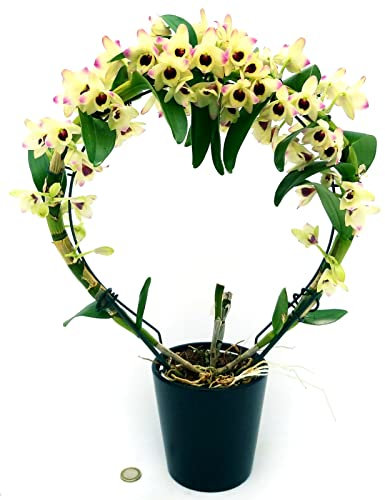 POWERS TO FLOWERS - DENDROBIUM NOBILE AVORIO AD ARCO, ORCHIDEA, pianta vera