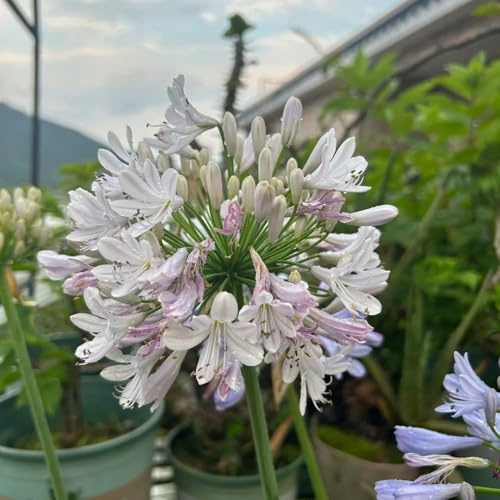 semillas de lirio agapanthus, Balcón, resistentes de agapanto de perenne resistente silvestres 80pcs