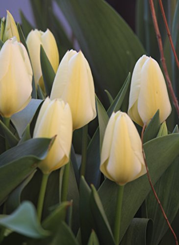 Tulpen Purissima Tulpenzwiebeln (20 Blumenzwiebeln)