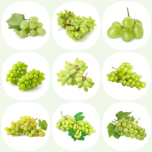 400 Pcs Trauben Pflanzen Samen Samen - Traubensamen Sapote Frucht, Winterharte Kübelpflanzen Traubenkerne Weintrauben Samen, Obstbaum, Obst Samen, Steingartenpflanzen Winterhart Baumsamen,
