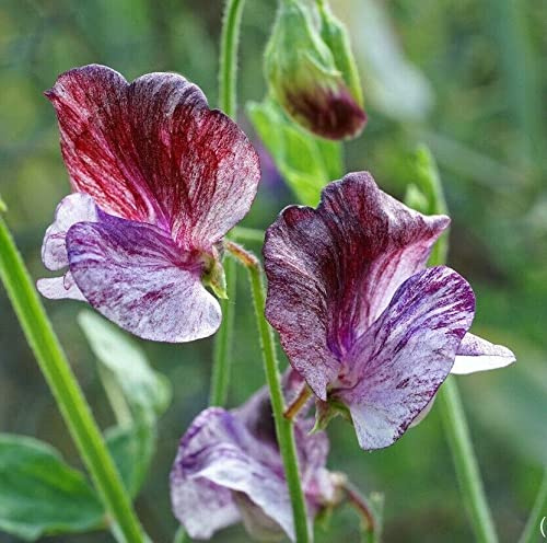 Graines De Pois De Senteur Senator Lathyrus Odoratus Senator Superbes Fleurs De Pois De Senteur Jardin À Domicile