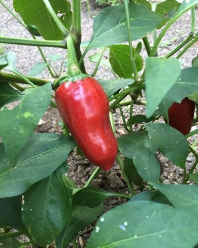 100 semi di peperoni rossi di peperoni