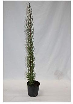 Ciprés 60-125 cm (Maceta 15 cm ø) - Planta Natural