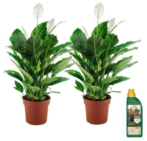 Plant in a Box - Spathiphyllum - 2er Set - Pokon - Einblatt Zimmerpflanze - Topf 17cm - Höhe 60-70cm - Luftreinigende Zimmerpflanze