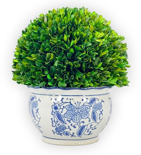 Galt International 11 Naturally Preserved Real Boxwood Ball in Hand-Painted Round Bulb Blue & White China Pot Planter Green Indoor Plant Home Decor (11 Topiary)