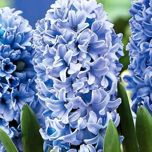 Hyacinthus Hyazinthen Hyazinthe Blumen Zwiebeln Onion Farbe Sorte Auswahl Onion Knollen Winterhart Frische mehrjährig duftenden Prachtblüten Set 3 Stk. (Blau XXL)