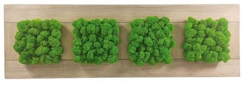 Islandmoosbild Moosbild Islandmoos Rentiermoos Moos Moosbilder Wandbild Wanddeko Wandbilder mit Island Moss Mooswand Pflanzenbild Bilder Deko mit Holzrahmen Bilderrahmen (61,5 x 19 cm)