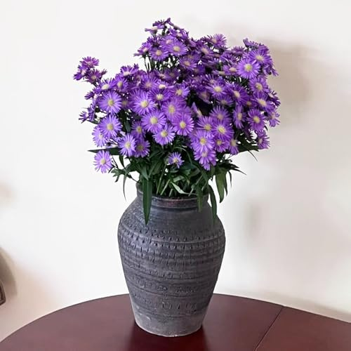 Semi di astri perenni (Aster tataricus), da balcone, per luoghi soleggiati rustiche per il giardino, colorate semi di prati ti, da giardino Copertura 200pcs