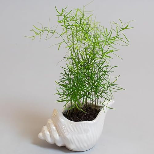 Asparagus Sprengii | Emerald Feather Fern | Houseplants | 9cm Pot