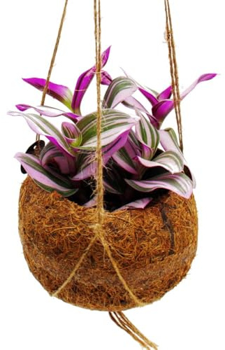 Kokodama Tradescantia Nanouk Dreimasterblume Wasserhexe im Kokodama-Gefäß zum Hängen ca. 13cm