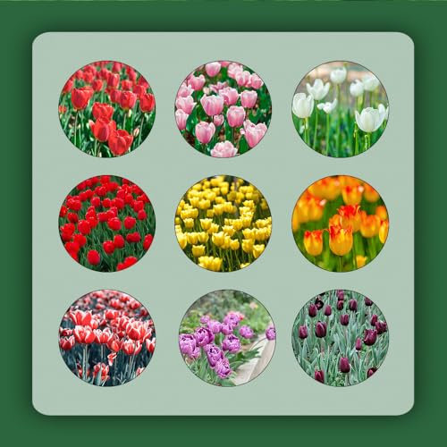 4 pcs tulpenzwiebeln balkon - praktische geschenke frühlingsblumen tulpen zwiebeln,tulpenzwiebel,Tulipa gesneriana, pflanze dachbegrünung geschenke für ältere menschen balkonpflanzen