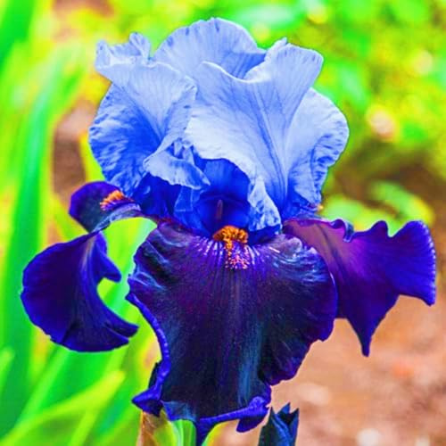 Perenne resistente Fácil de cultivar Jardines Iris raros Alto valor ornamental-4 cebollas-g