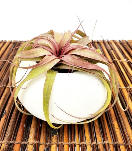 POWERS TO FLOWERS - TILLANDSIA XEROGRAPHICA ROSSA ERIC KNOBLOCH, IN VASO CERAMICA BIANCO, pianta vera