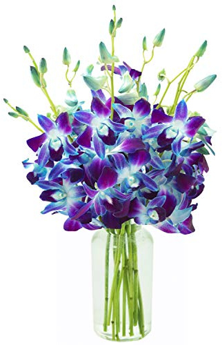 KaBloom - Exotic Sapphire Orchid Bouquet of Blue Orchids from Thailand with Vase - Fresh Flowers for Birthday, Valentine's & Mother's Day