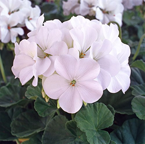 JustSeed - Flower - Geranium - Horizon F1 - White - 50 Seeds - Large