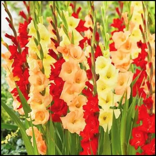 Gladiolus Bulbs Gladiolus Flower-(Plant Bulbs,Wedding Flowers,Cut Flowers,Ornamental Flowers)-10bulbs-b