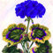 Kalash nuevo 50pcs semillas de geranio de flores para la jardinería Azul