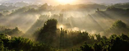 adrium Acryl-Bild 150 x 60 cm: Waldmorgen mit goldenem Sonnenlicht auf dem Land in Taiwan, Asien. (7805161)