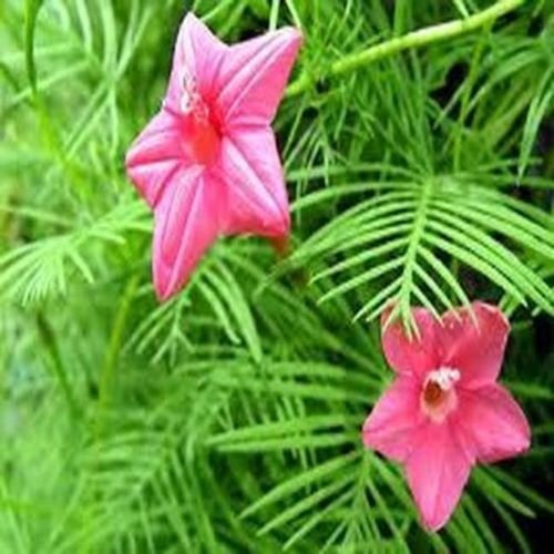 Fresh 200 semi - Semi Cypress Vine Fiore Della Rosa