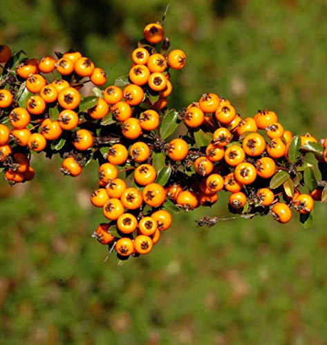 Feuerdorn Teton 60-80cm - Pyracantha