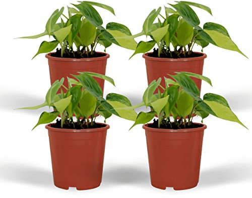Philodendron Scandens Brasil | 4 pezzi - 15cm - Ø12cm - Pianta d'appartamento - Sempreverde - Multideal