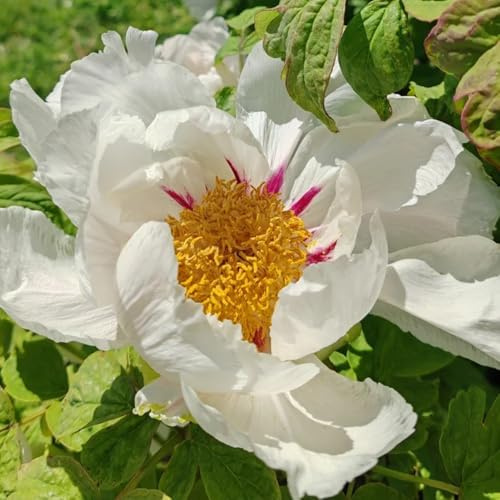 pfingstrosenzwiebeln - blumenzwiebeln sommerblumen pfingstrosen schnittblumen balkonpflanzen 10pcs
