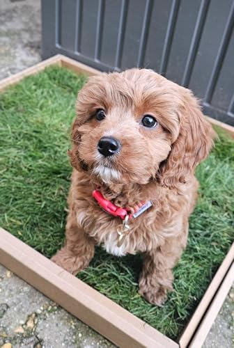 Real Grass Eco-Friendly Dog Toilet | Alternative to Puppy Pee Pads or Artificial Grass| Toilet Train A Puppy in 7 Days | Avoid Bad Weather & Late Night Walks | Perfect For Poorly Pups