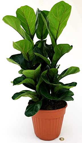 POWERS TO FLOWERS - FICUS LYRATA BAMBINO, VARIETA' COMPATTA, VASO 20 CON 3 PIANTE COLTIVATE ASSIEME, pianta vera