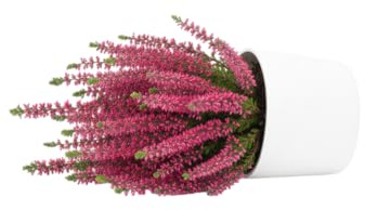 Planta Calluna Natural – Brezo Vivo de Fácil Cuidado by DECOALIVE
