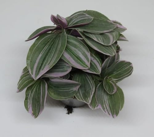 florari Tradescantia Sweetness / Zebrakraut, Dreimasterblume