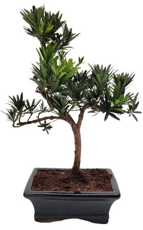 Bonsai Baum mit Keramik Blumentopf - Ligustrum, Ficus, Carmona, Podocarpus, Chinese elm - ca. 6-9 Jahre (15 cm Schale ca. 6 Jahre, Podocarpus P15 S)